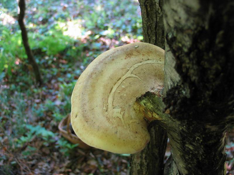 PIPTOPORUS BETULINUS